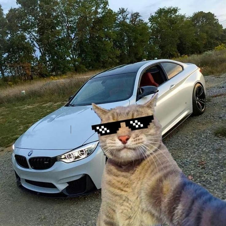 a cat wearing sunglasses standing next to a car