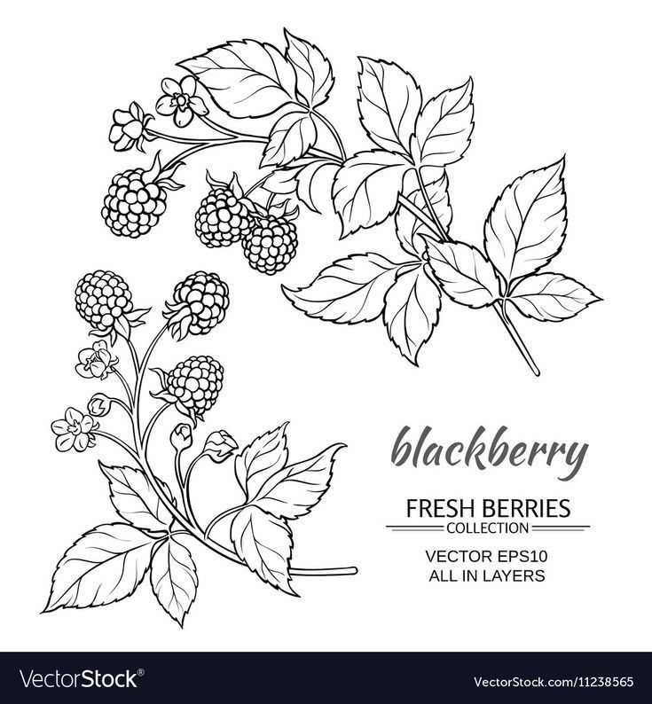 blackberry branch with leaves and berries - flowers & plants nature / herbs illustration