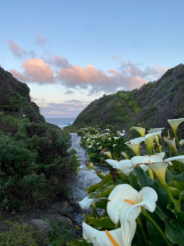 white flowers line the side of a mountain with water flowing between them and hills in the background