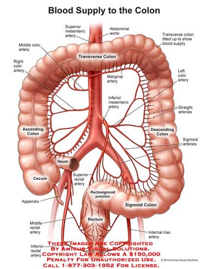 the anatomy of the human body and its major organs, including the large intrigans