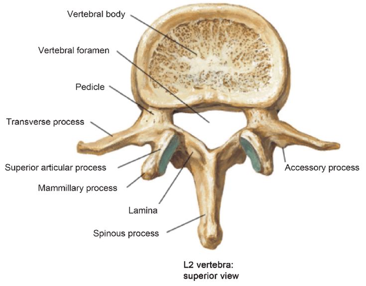 an image of the structure of the human brain in cross section with labels on it