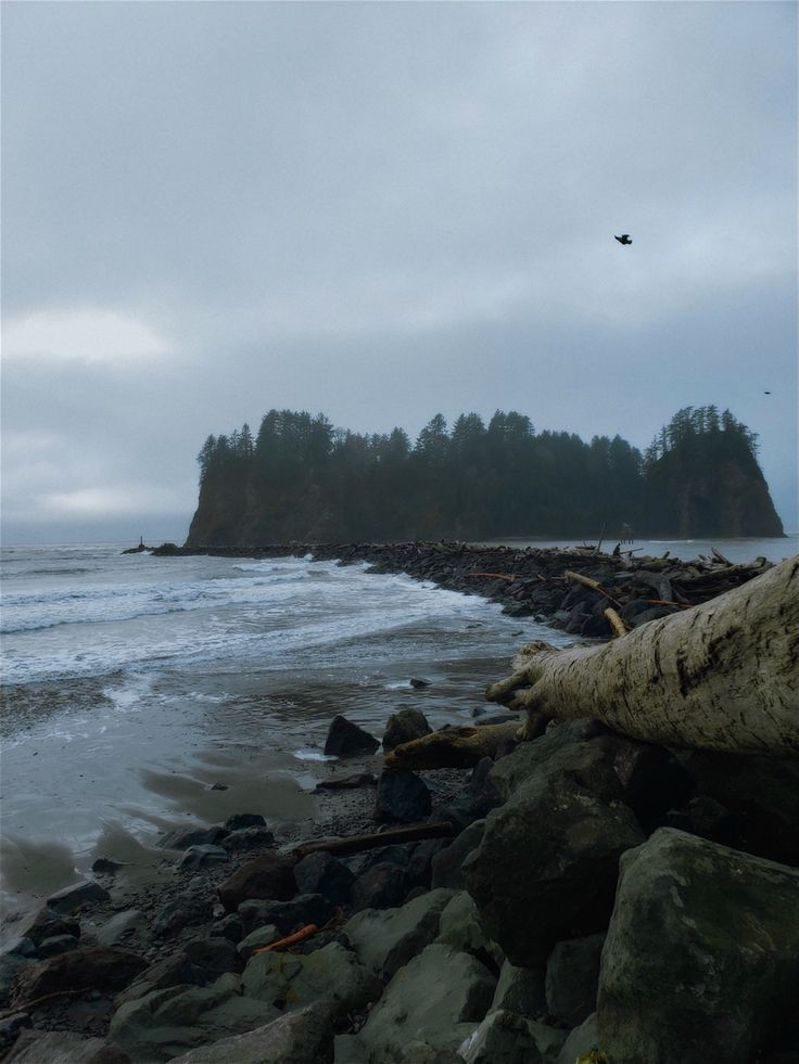 an ocean shore with rocks and trees on the shoreline in the distance is a bird flying overhead