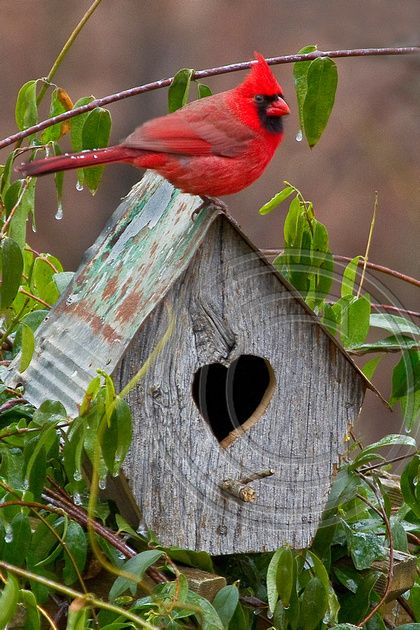 a cardinal sits on top of a birdhouse