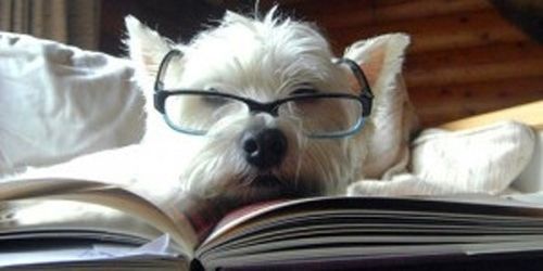 a small white dog wearing glasses reading a book