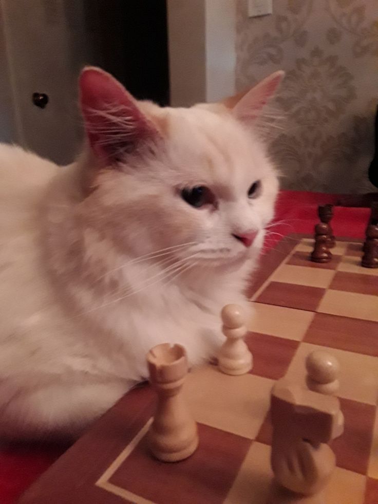 a white cat sitting on top of a chess board