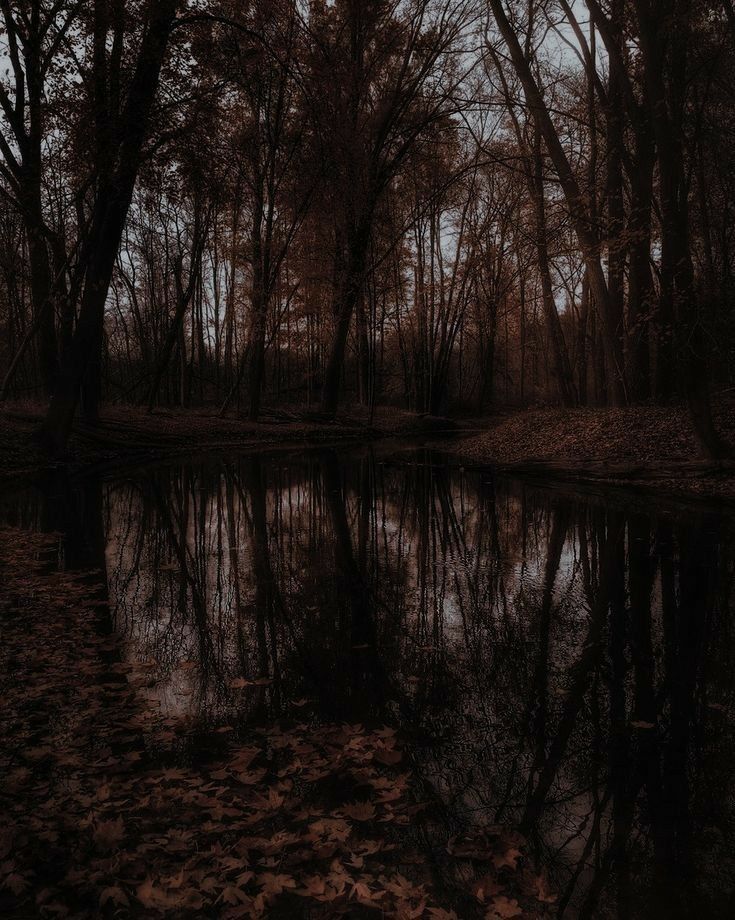 the reflection of trees in the water is very dark and gloomy with no leaves on it