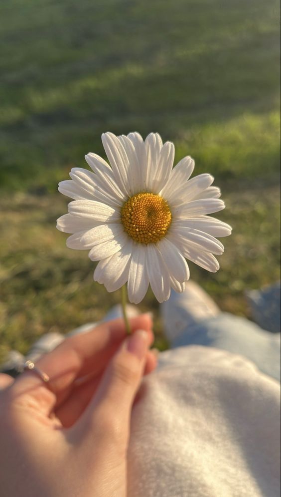 a person holding a flower in their hand on top of a grass covered field,