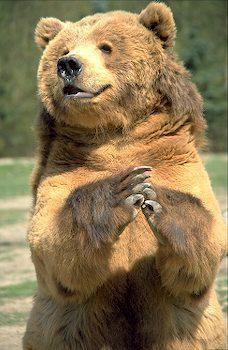 a large brown bear standing on its hind legs with his arms crossed and paws folded