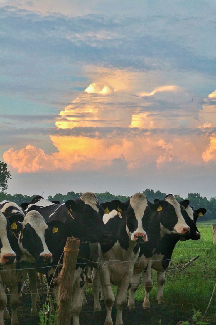 a herd of black and white cows standing next to each other on a lush green field