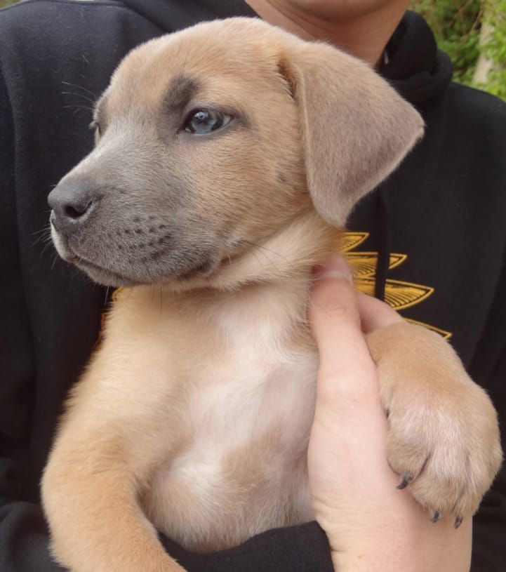 a person holding a puppy in their arms