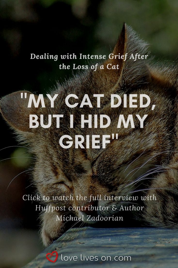 Cat LossAre you deeply grieving the loss of a beloved catYou're not aloneClick to watch our interview with Huffington Post contributorMichael Zadoorian about his experience with deep grief after the loss of his beloved cat Bongohow society needs to normalize our perceptions of grieving a petI Miss My CatMy Cat DiedDeath CatLoss of a CatCat DeathCat DiedWhat to do When Your Cat DiesMy Cat Just DiedDeath of a CatPet Grief CatLoss PetGrief Losing A Pet Cat, My Cat Died, Loss Of A Cat, Miss My Cat, Cat Dies, Cat Died, Cat Sayings, I Miss My Cat, Animal Signs