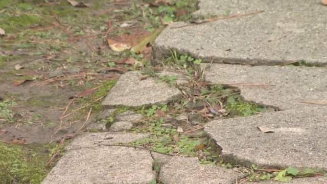 a cat sitting on top of a stone walkway