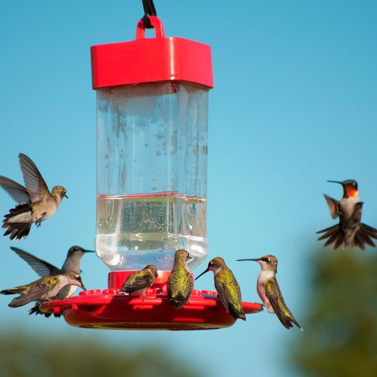 several hummingbirds flying around a red bird feeder with water in it's mouth