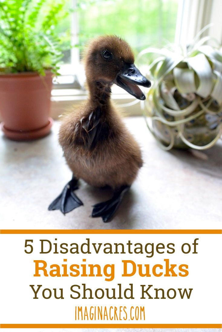 a duck sitting on the floor next to a potted plant with text overlay that reads, 5 disavantages of raising ducks you should know