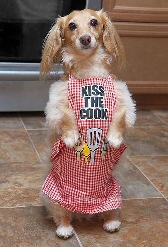 a dog standing on its hind legs wearing a red and white apron that says kiss the cook