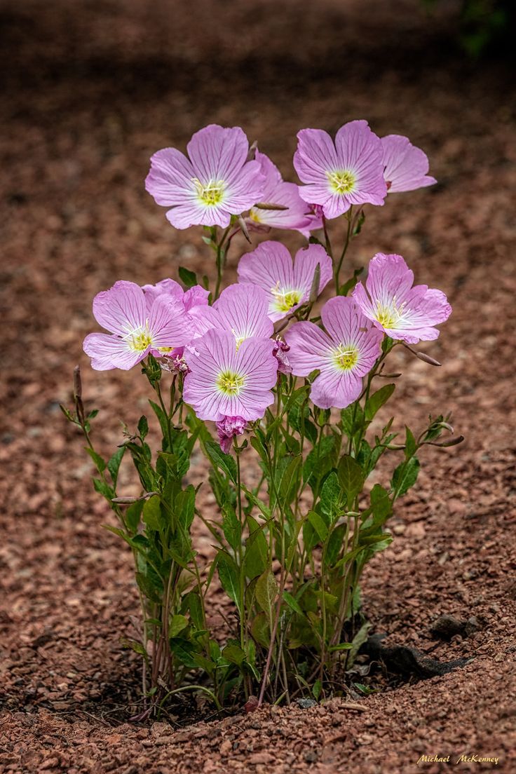 small pink flowers growing out of the ground