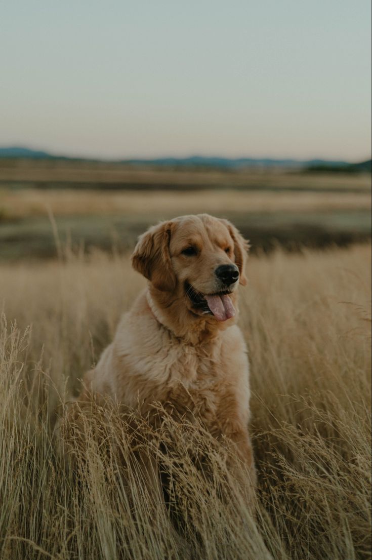 a brown dog sitting in tall grass with his tongue out