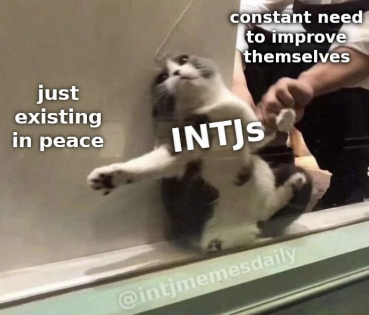 Intj Characters, Intj Humor, Introvert Extrovert, Intj Women, Intj T, Intj And Infj, Infj Mbti, Intj Intp, Intj Personality