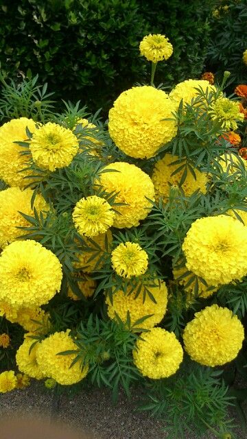 yellow and white flowers are growing in the dirt near some green grass, with other colorful flowers behind them