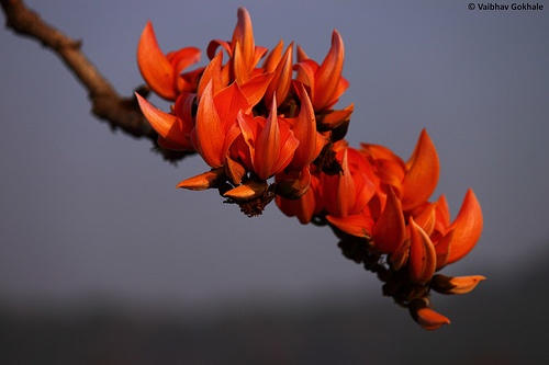 an orange flower is growing on a tree branch