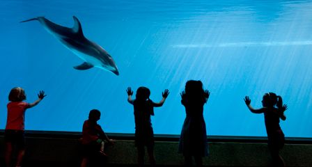 several children are watching a dolphin swim in an aquarium with their hands up to the water