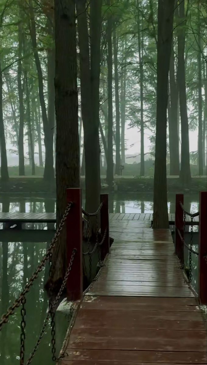 a wooden dock in the middle of a forest with water and trees on both sides