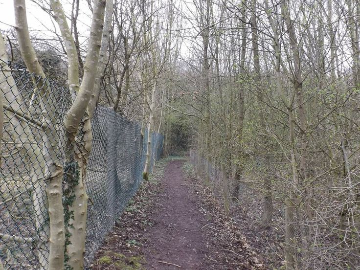 a path in the woods next to a chain link fence with trees on both sides