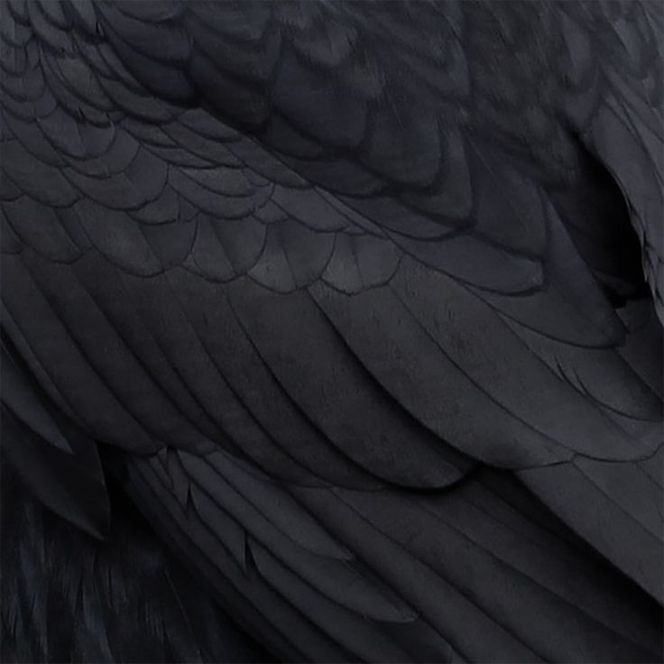 an image of a black bird that is close up