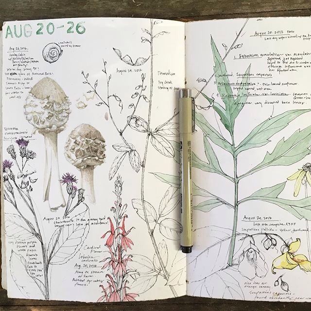 an open notebook with plants and flowers on it