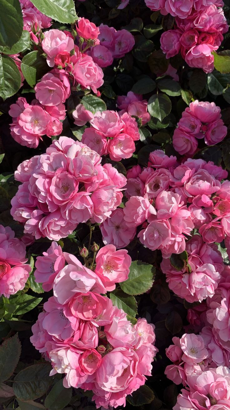 pink flowers are blooming in the garden