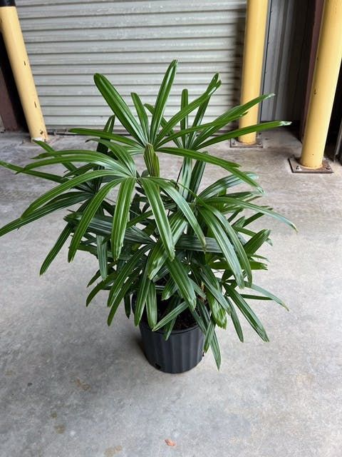 10” Palm Rhapis Excelsa 3.5-4.5' Rhapis Excelsa, Plant Powered, Plants, 10 Things