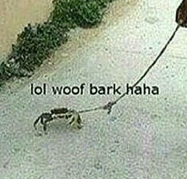 an animal pulling a dog on a leash with the caption lol woof bark haha