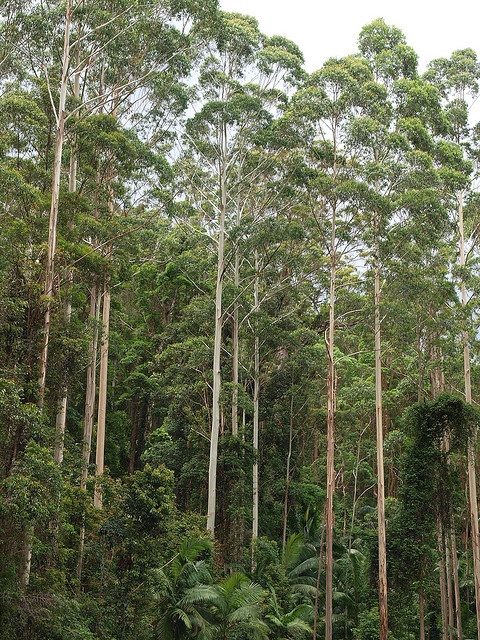 a group of elephants walking through a lush green forest filled with lots of tall trees