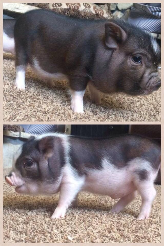 two pictures of a small pig on the ground