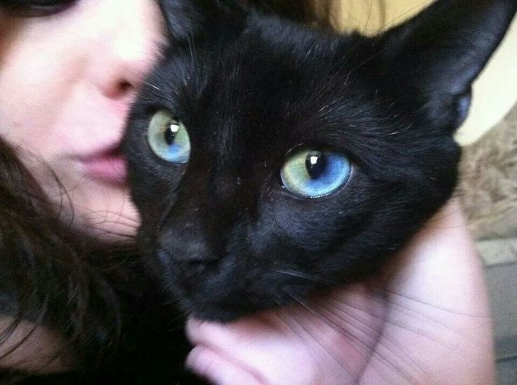 a close up of a person holding a black cat with blue eyes and long hair