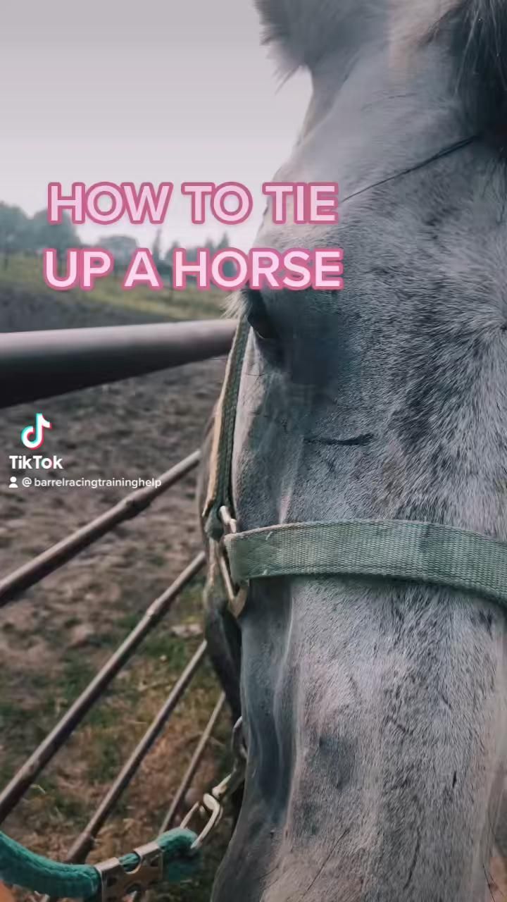 a close up of a horse's face with the words how to tie up a horse