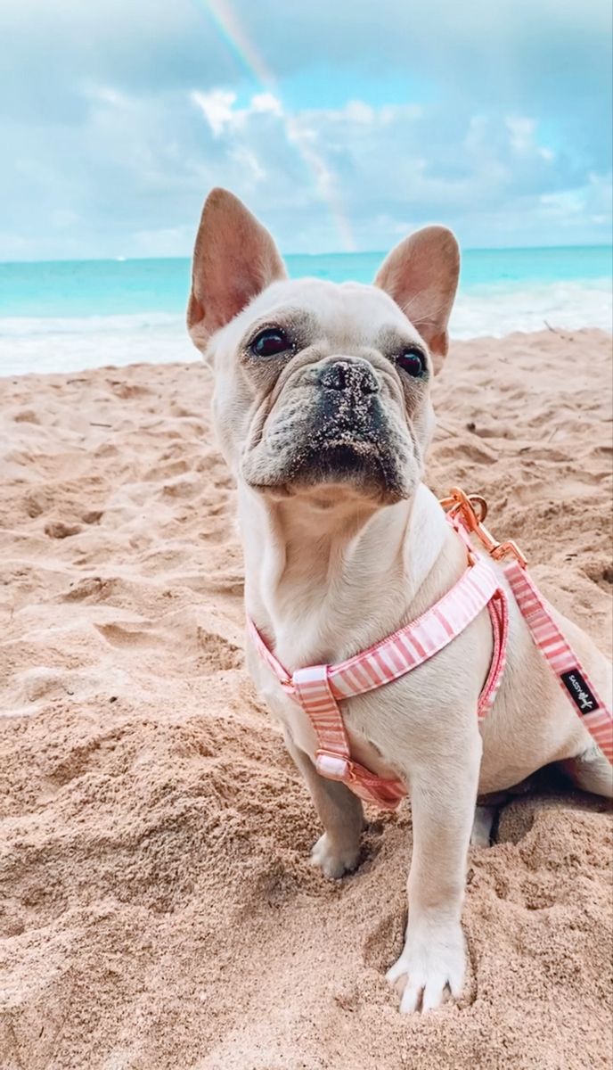 a small white dog sitting on top of a sandy beach next to the ocean with a rainbow in the sky