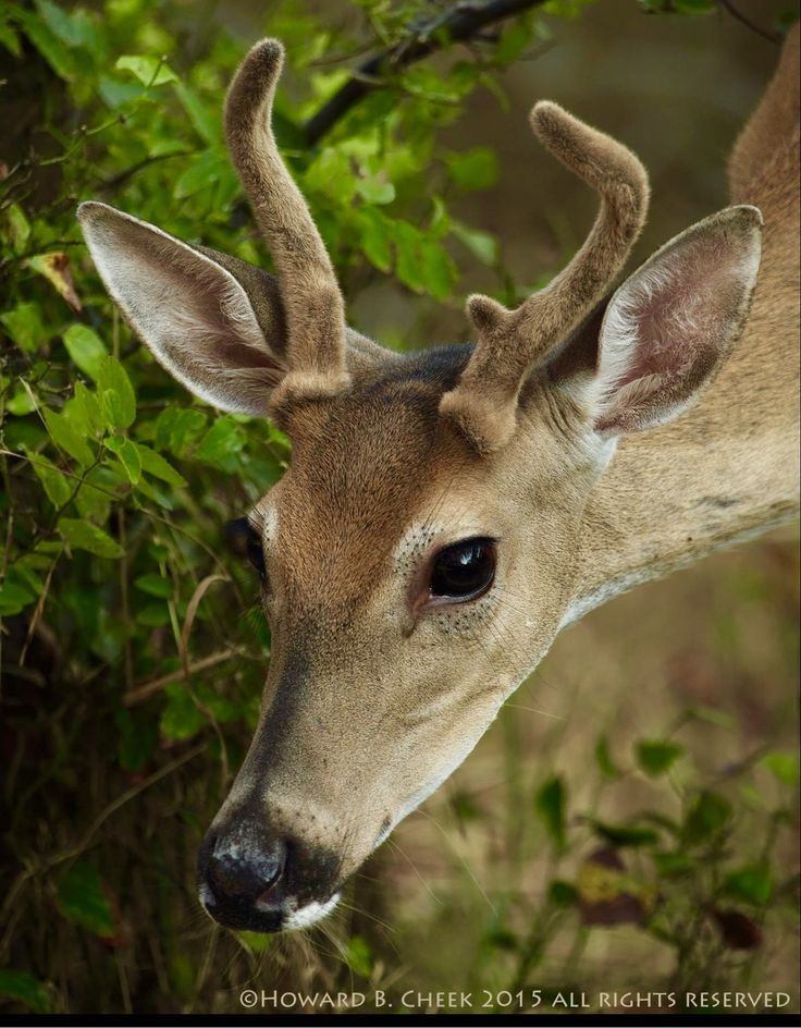 a close up of a deer's head with trees in the background and bushes behind it