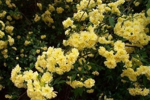 yellow flowers are blooming in the garden