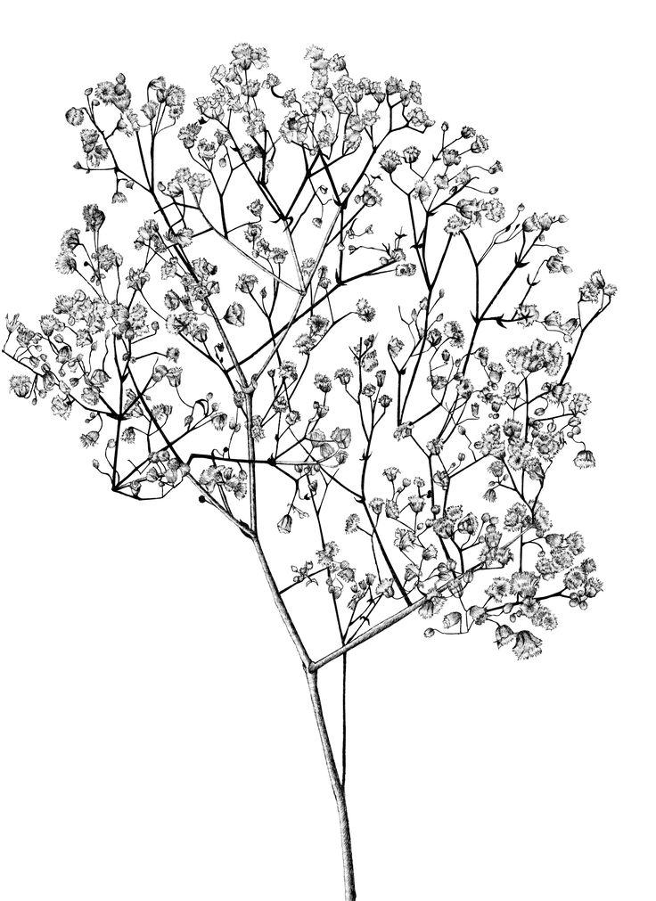 Baby's Breath Flower Drawing, Gypsophila Tattoo Design, Babys Breath Drawings, Gypsophila Illustration, Baby’s Breath Drawing, Baby Breath Drawing, Gypsophila Drawing, Baby's Breath Drawing, Gypsophila Tattoo