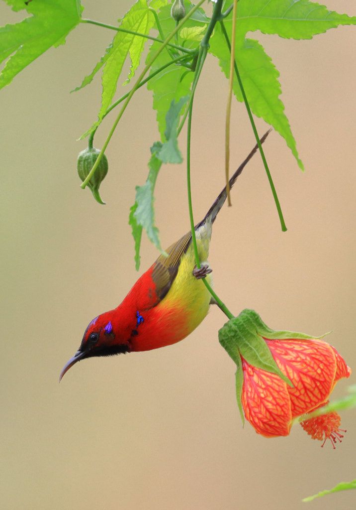 a colorful bird sitting on top of a tree branch next to a red and green flower