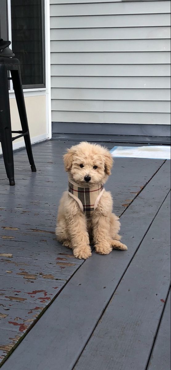 a small brown dog sitting on top of a wooden deck