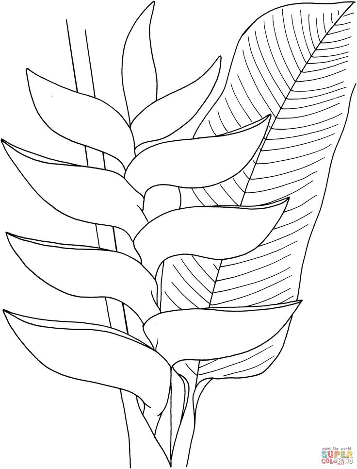 a line drawing of a plant with leaves