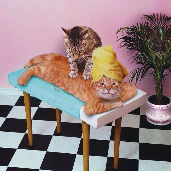 two cats sitting on top of a table with one cat wearing a hat and the other laying down