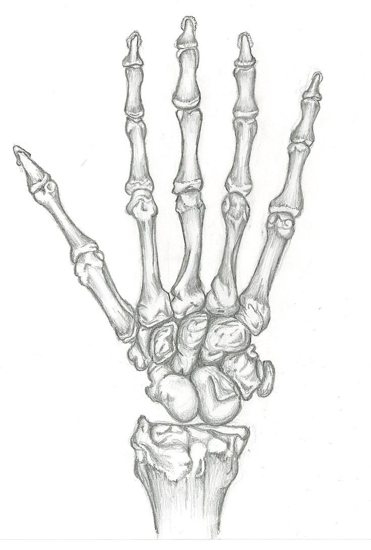 a drawing of the hand and bones