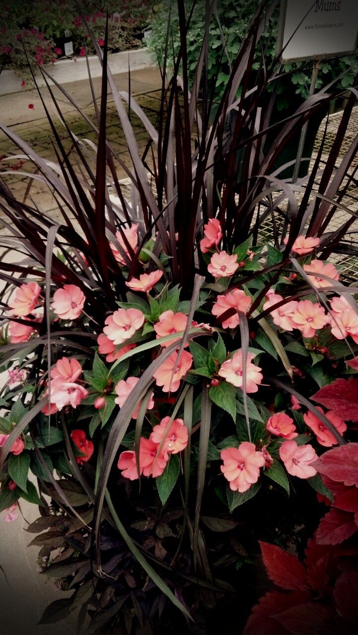 some pink flowers and green leaves on the ground