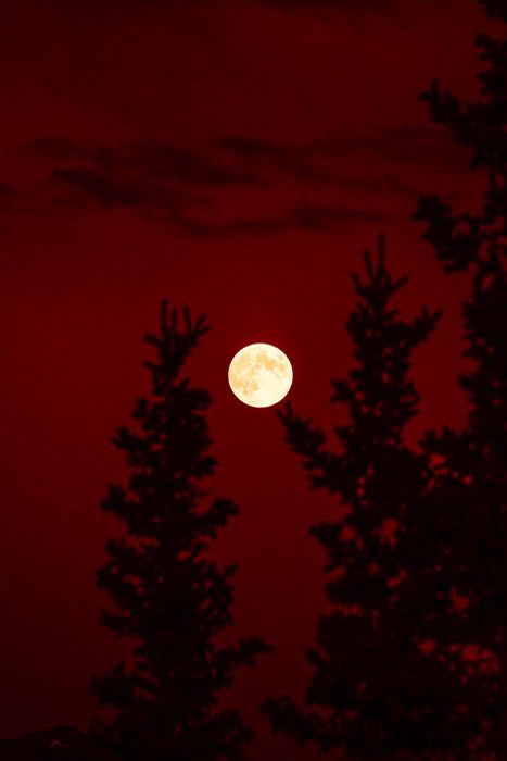 the full moon is seen through some trees at night, with red sky in the background