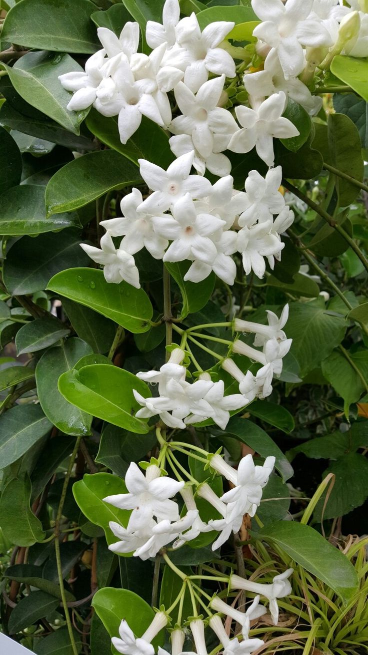 some white flowers are growing in the bushes