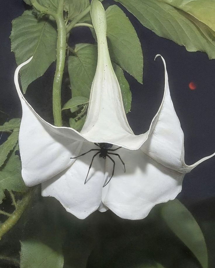 a white flower with a spider crawling on it