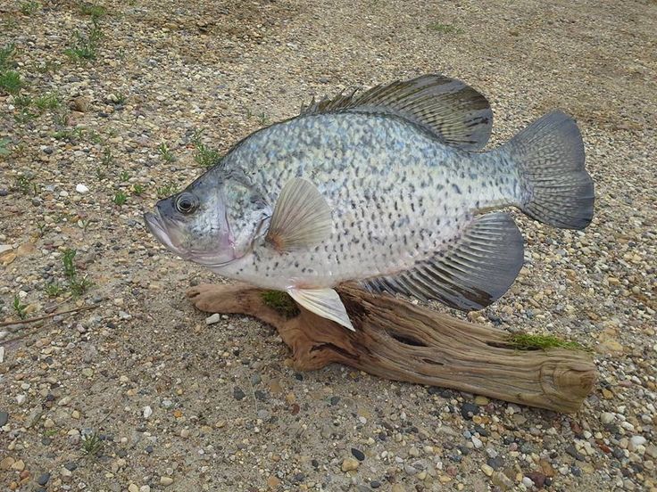 a fish that is laying on the ground